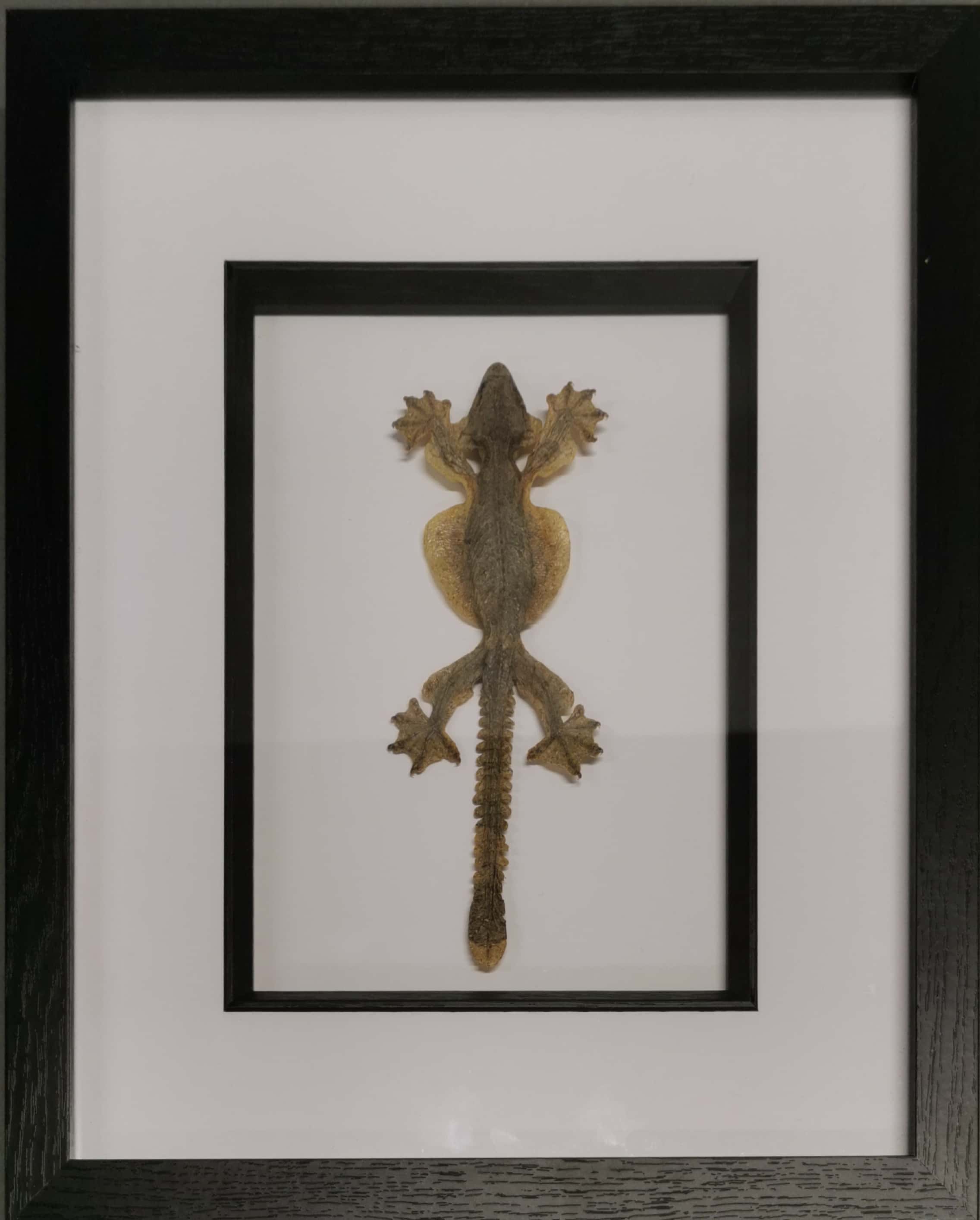 Taxidermy interest: Flying Gecko Lizard in display frame, a full mounted preserved specimen of Gekko