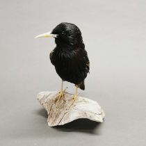 Taxidermy Starling mounted on driftwood.