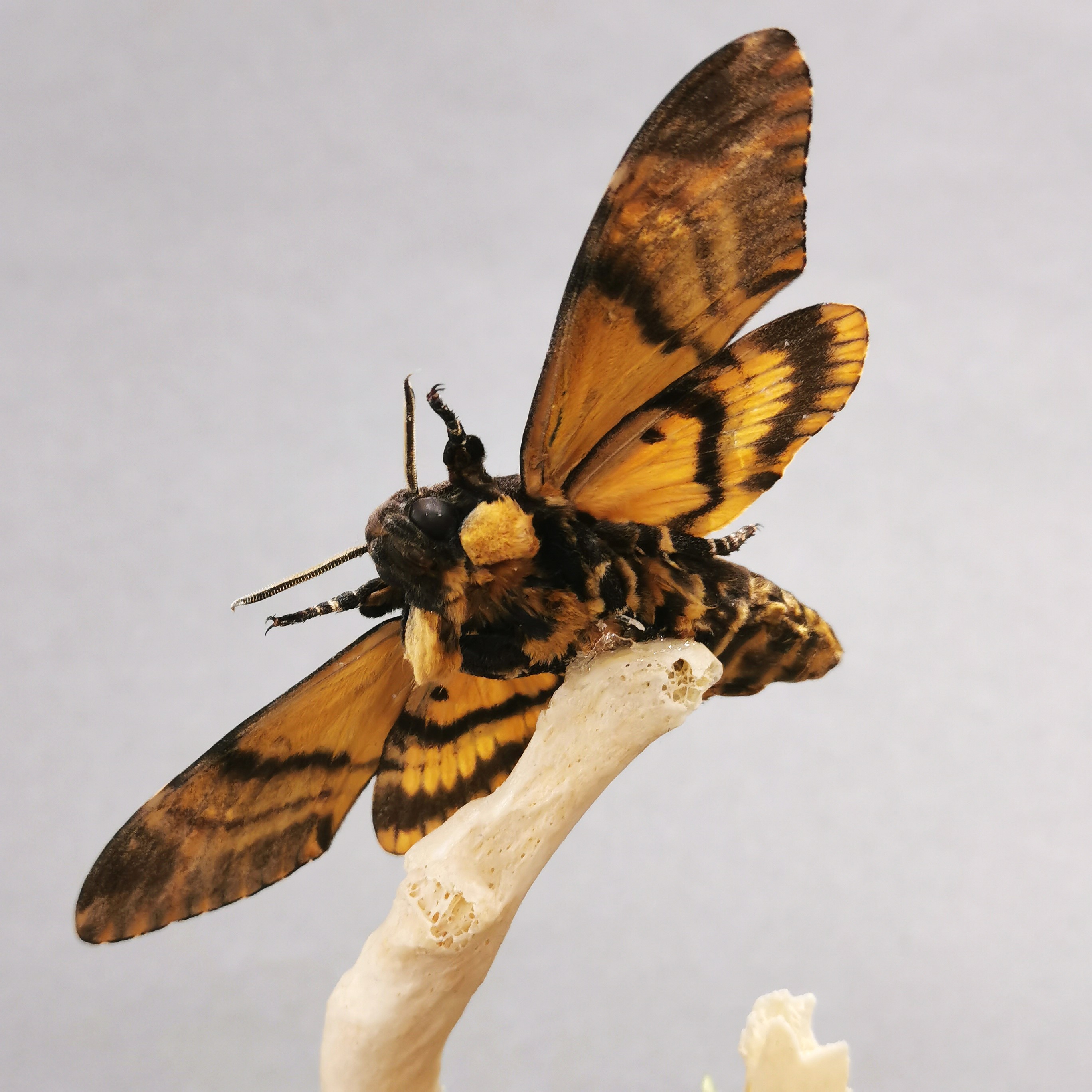 Taxidermy interest: A Death’s Head Hawk Moth in flight with genuine human rib bone under glass dome, - Image 4 of 4