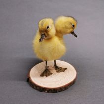 Taxidermy interest: Freak “Two-Headed Duckling”, a cute and fluffy yellow duckling with additional