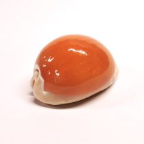A Golden Cowrie Shell Specimen, of good colour and good size (8.7 cm long). Collected off of Siargao