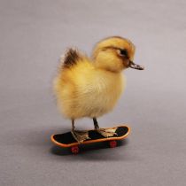 Taxidermy interest: Duckling on skateboard.
