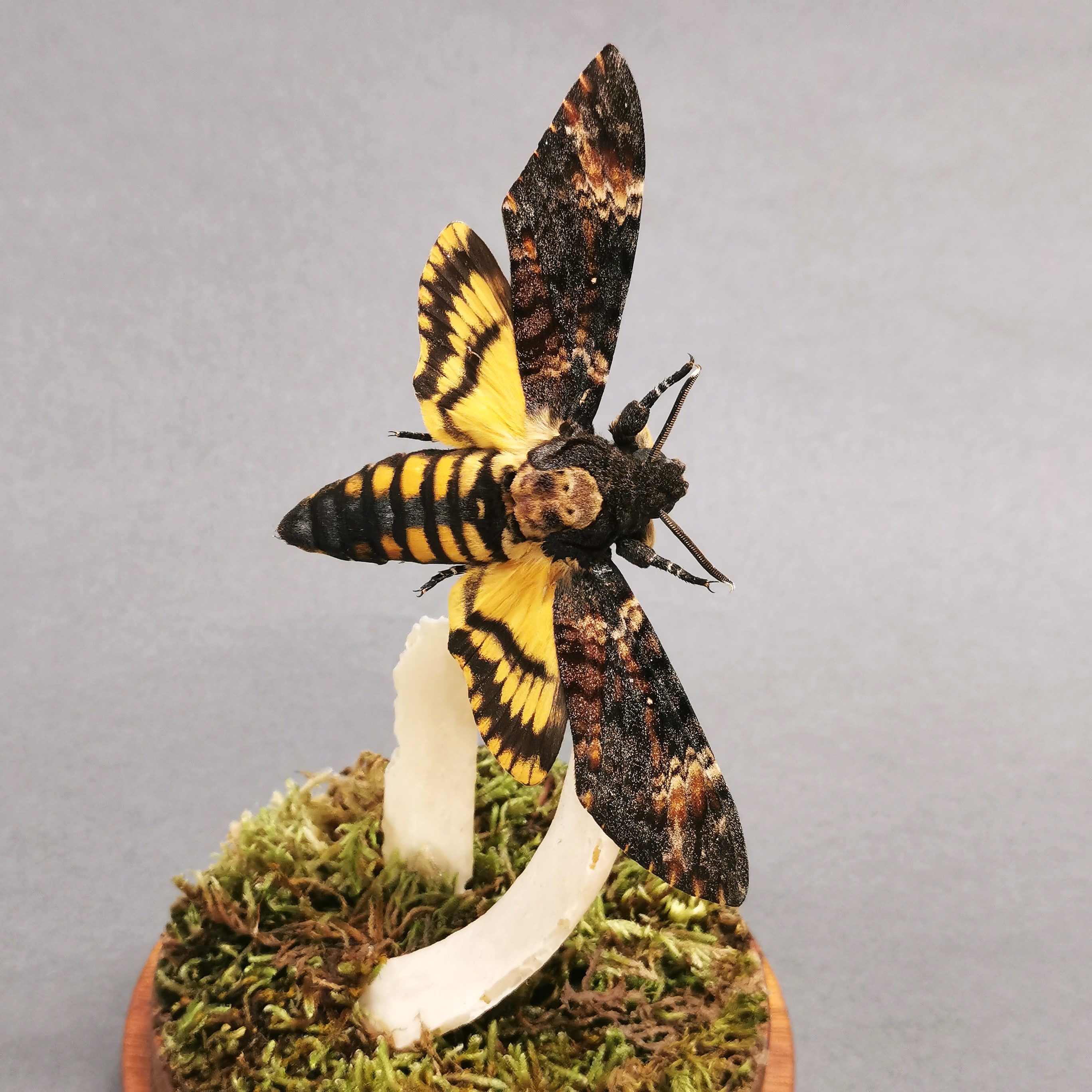 Taxidermy interest: A Death’s Head Hawk Moth in flight with genuine human rib bone under glass dome, - Image 3 of 4