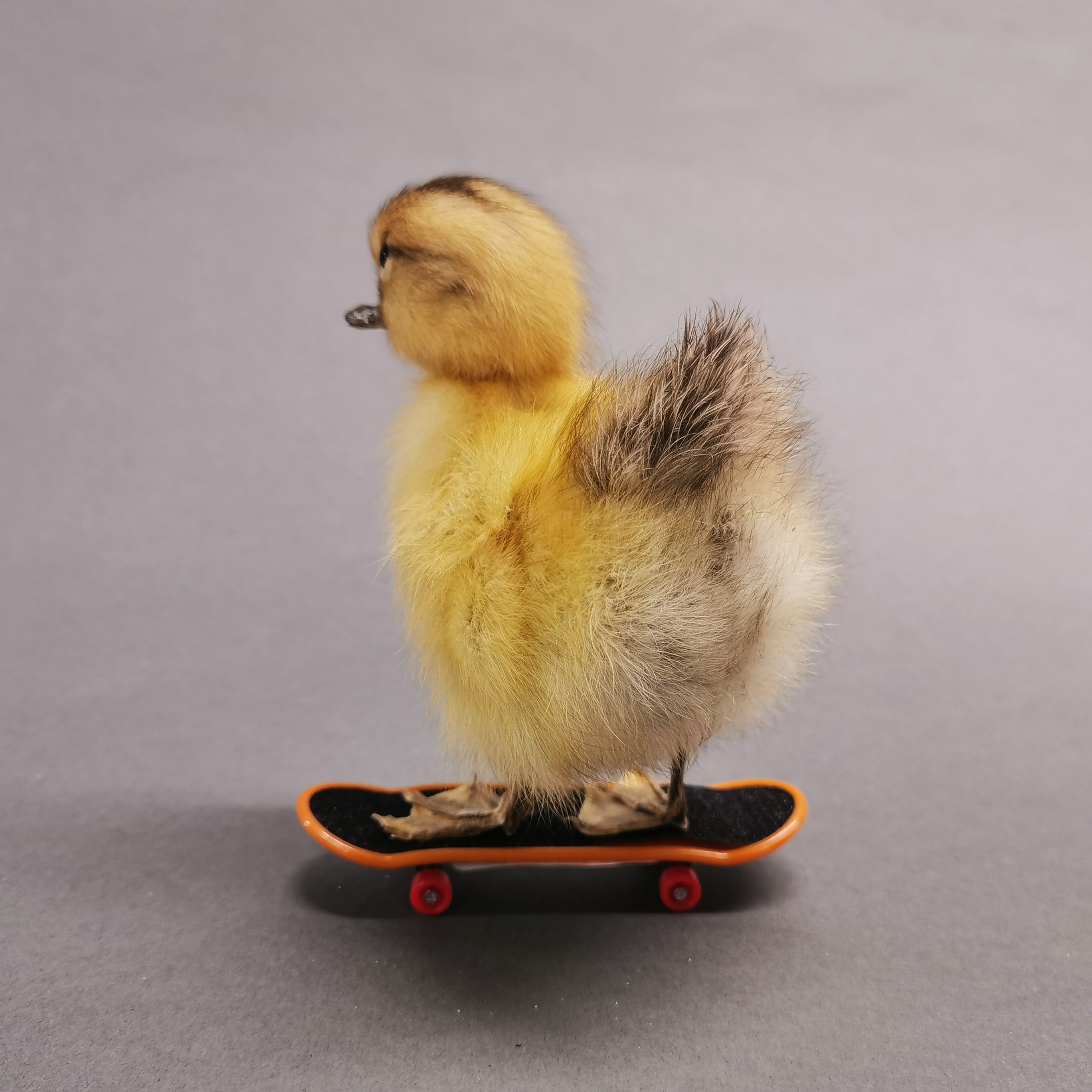 Taxidermy interest: Duckling on skateboard. - Image 3 of 3