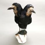 Taxidermy interest: Freak “Two-Headed Rook”, an interesting full mount rook with additional head.