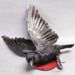 Taxidermy interest: A wall mounted Carrion Crow on plaque.