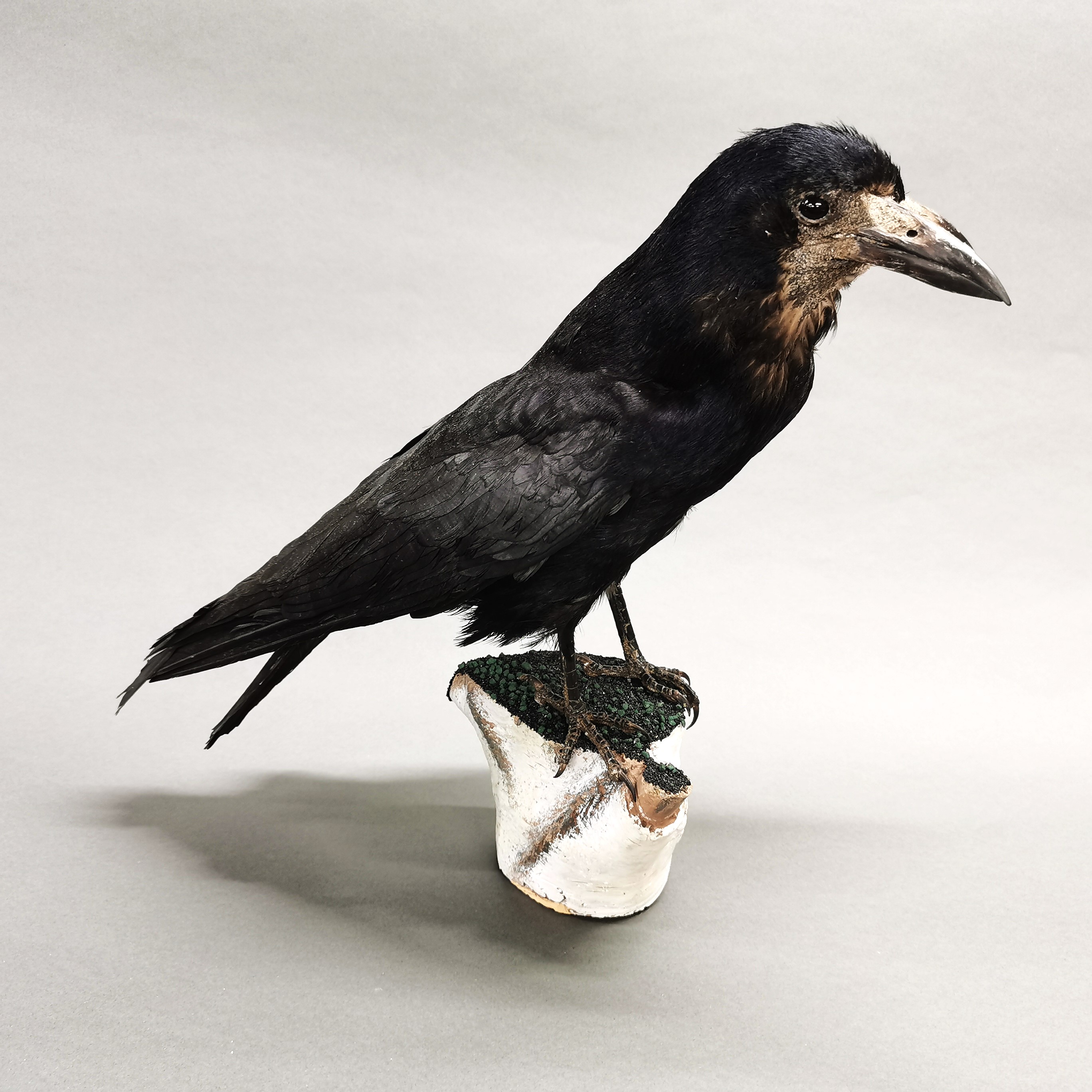 Taxidermy interest: Freak “Two-Headed Rook”, an interesting full mount rook with additional head. - Image 4 of 4