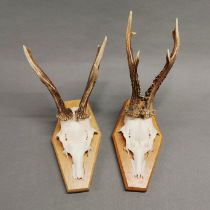 Pair of Taxidermy Roe deer skulls on oak shields.