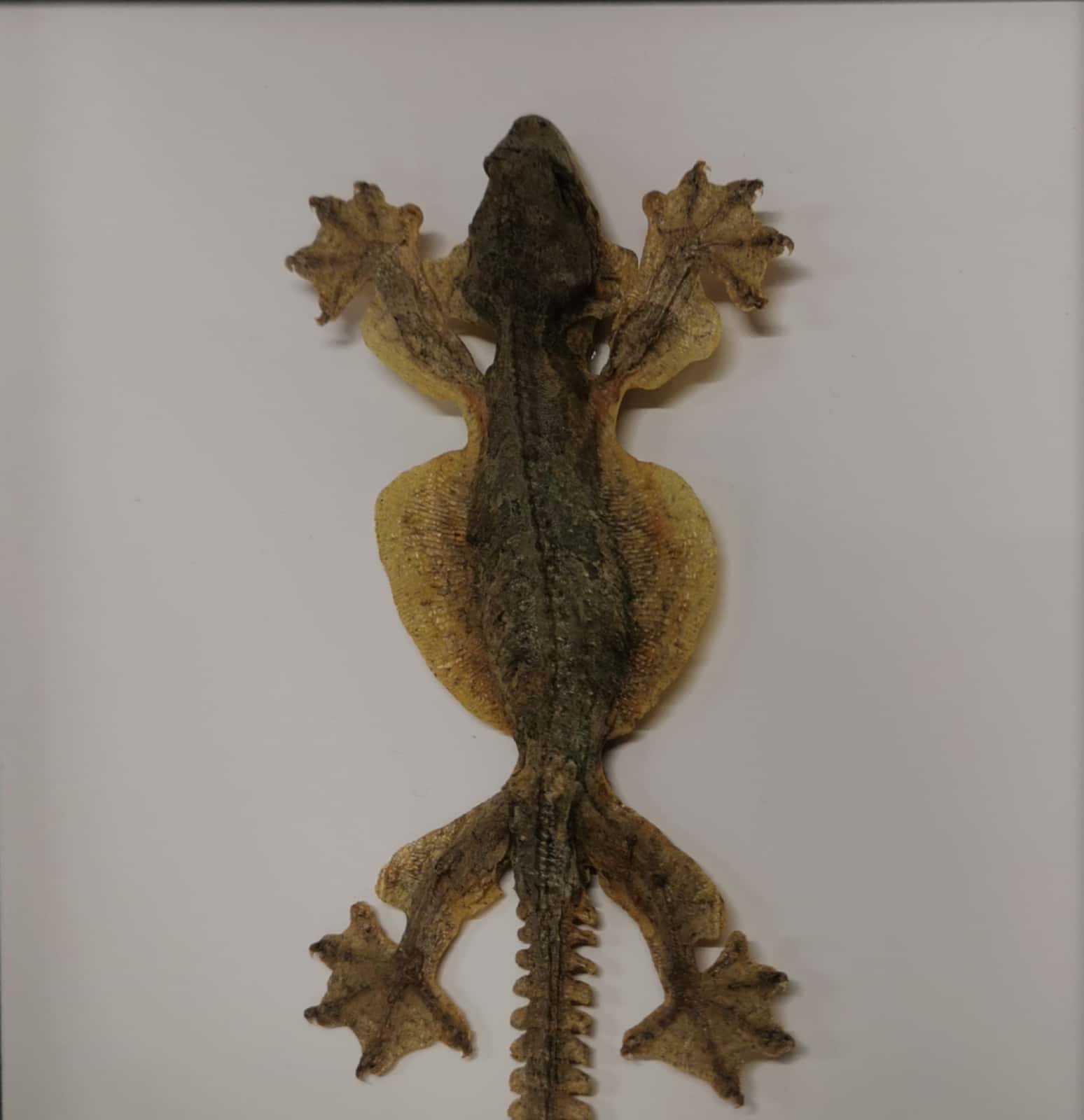 Taxidermy interest: Flying Gecko Lizard in display frame, a full mounted preserved specimen of Gekko - Image 3 of 3