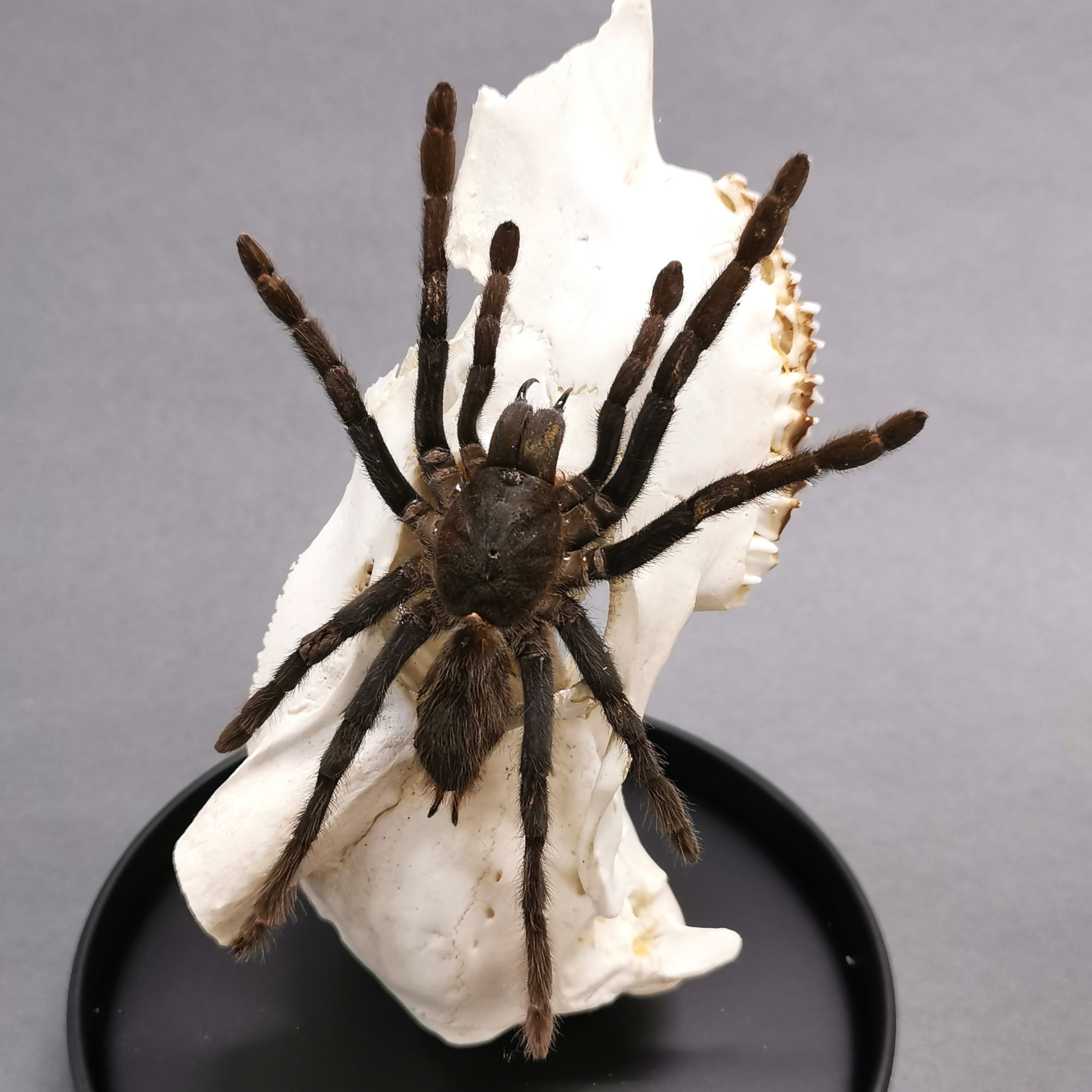 Taxidermy interest: Giant Black Tarantula in glass dome, from Peru, climbing on a section of deer - Image 2 of 4