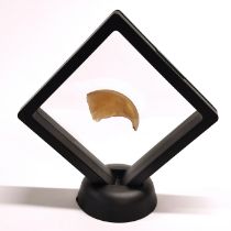 Taxidermy African Lion claw suspended in a membrane display frame.