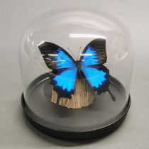 Taxidermy: Blue Emperor Butterfly in glass dome, also known as the Ulysses or Blue Mountain
