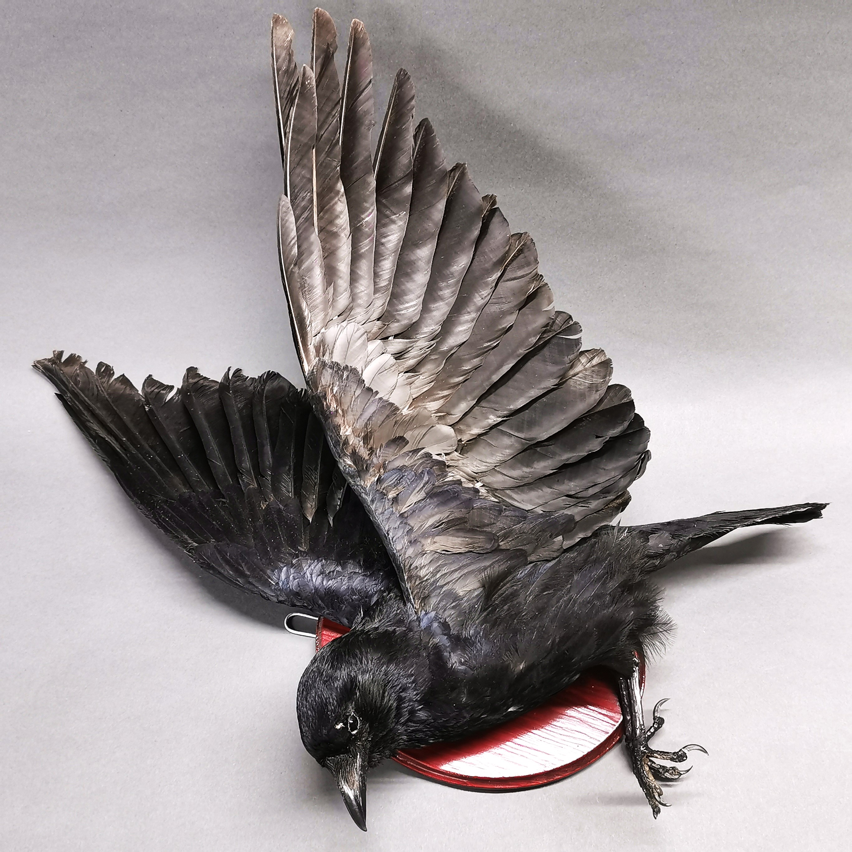 Taxidermy interest: A wall mounted Carrion Crow on plaque. - Image 3 of 4