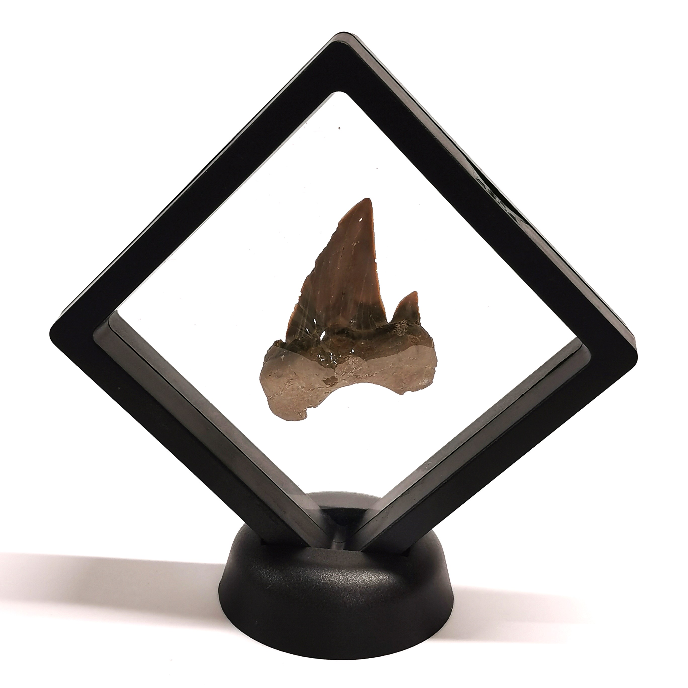 Fossil Interest: Otodus Shark tooth ~55 million years old. Otodus obliquus is an extinct species - Image 2 of 2