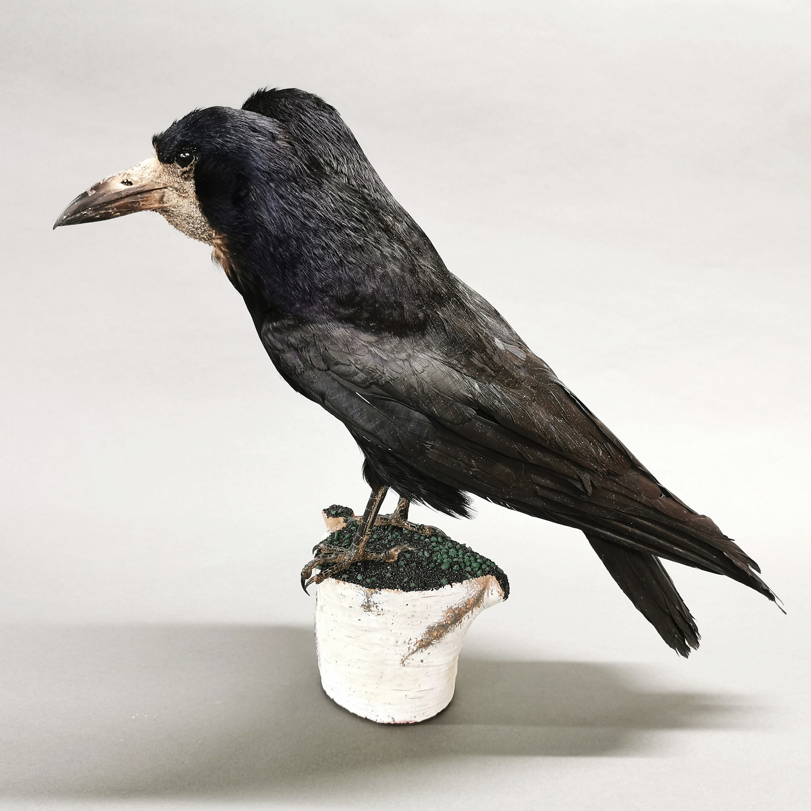 Taxidermy interest: Freak “Two-Headed Rook”, an interesting full mount rook with additional head. - Image 2 of 4