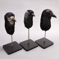 Taxidermy interest: Set of Three Corvid Heads, an interesting and educational comparative anatomy
