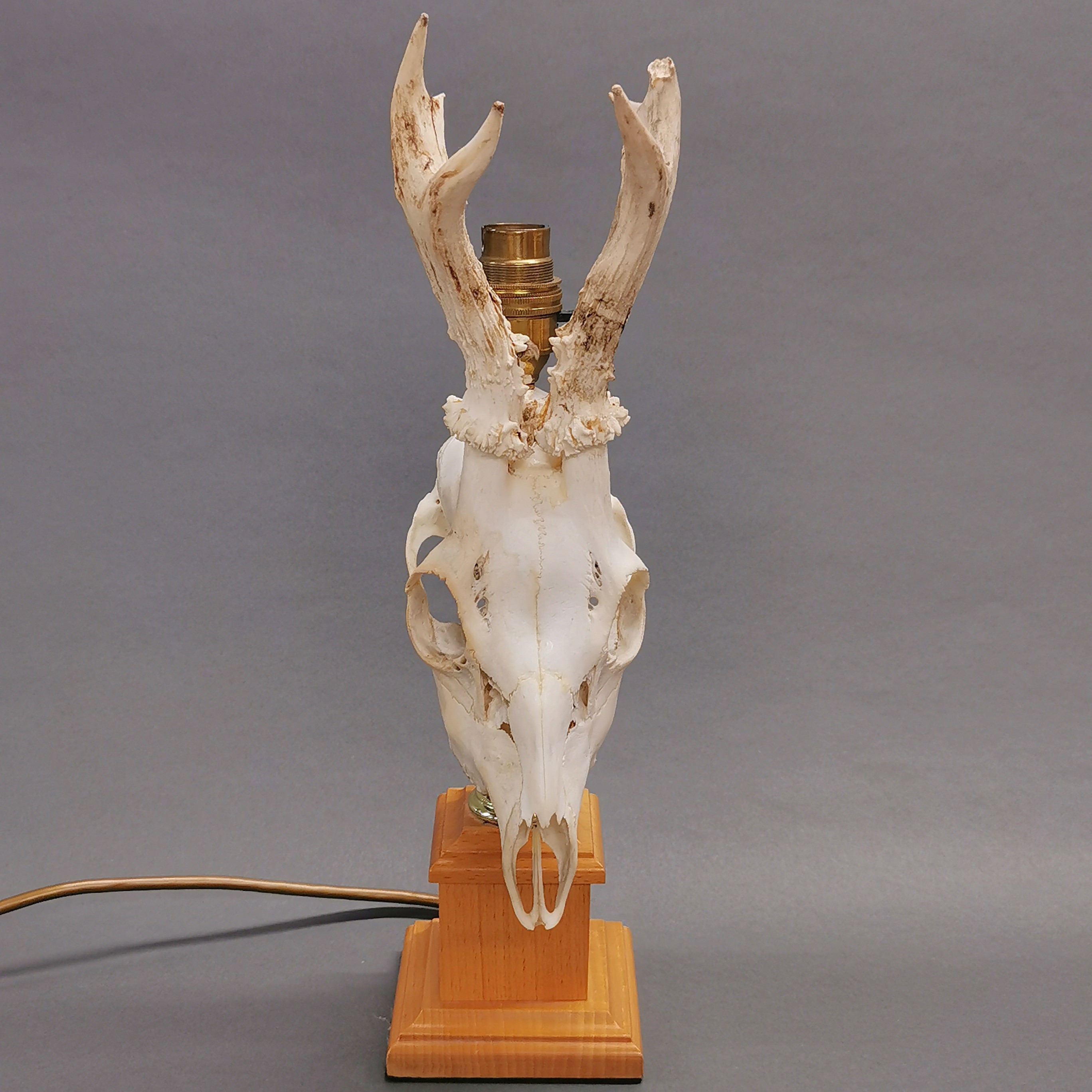 Taxidermy Roe Deer Skull Lamp, the cranium mounted to a brass and green onyx base. Wired with UK