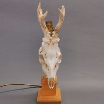 Taxidermy Roe Deer Skull Lamp, the cranium mounted to a brass and green onyx base. Wired with UK