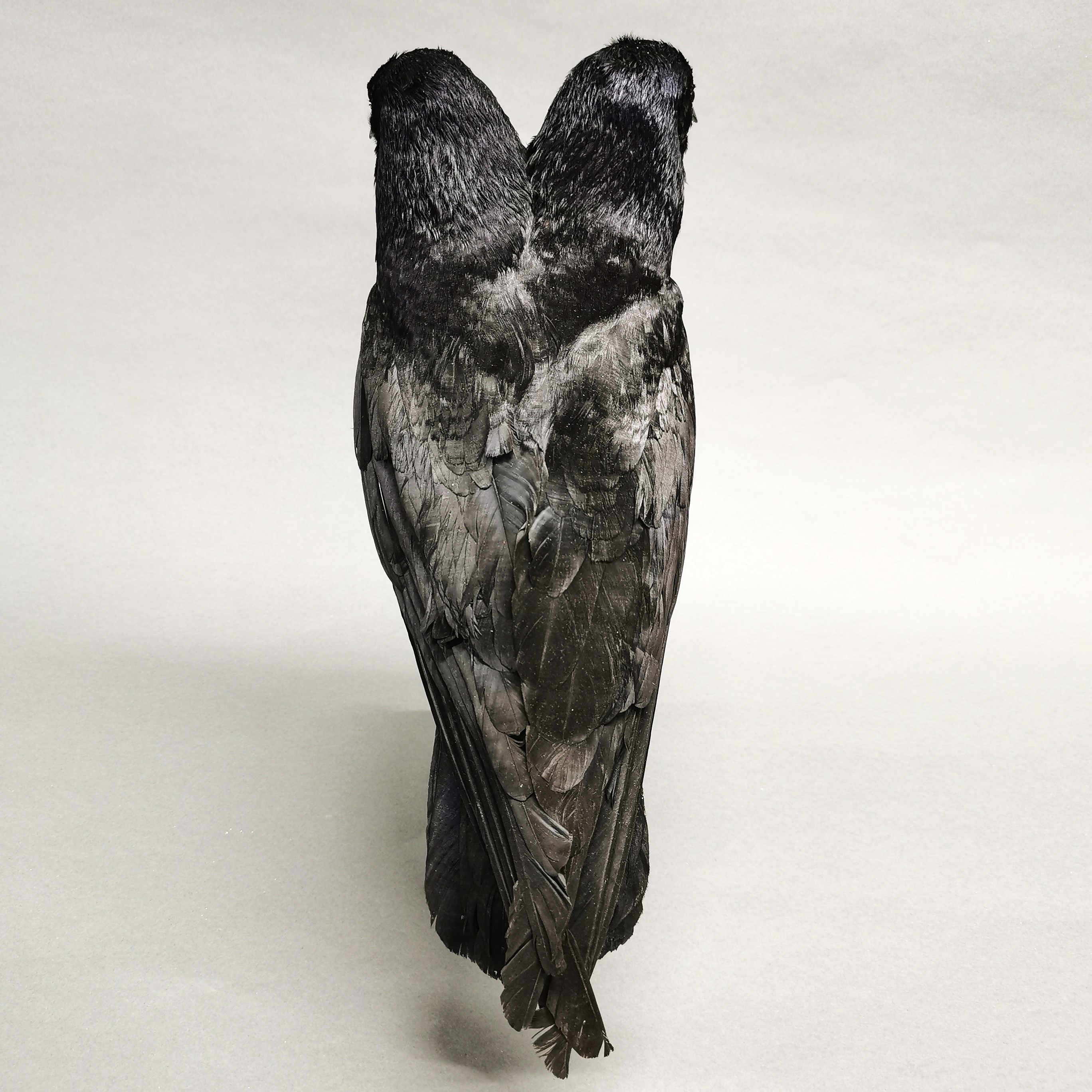 Taxidermy interest: Freak “Two-Headed Rook”, an interesting full mount rook with additional head. - Image 3 of 4