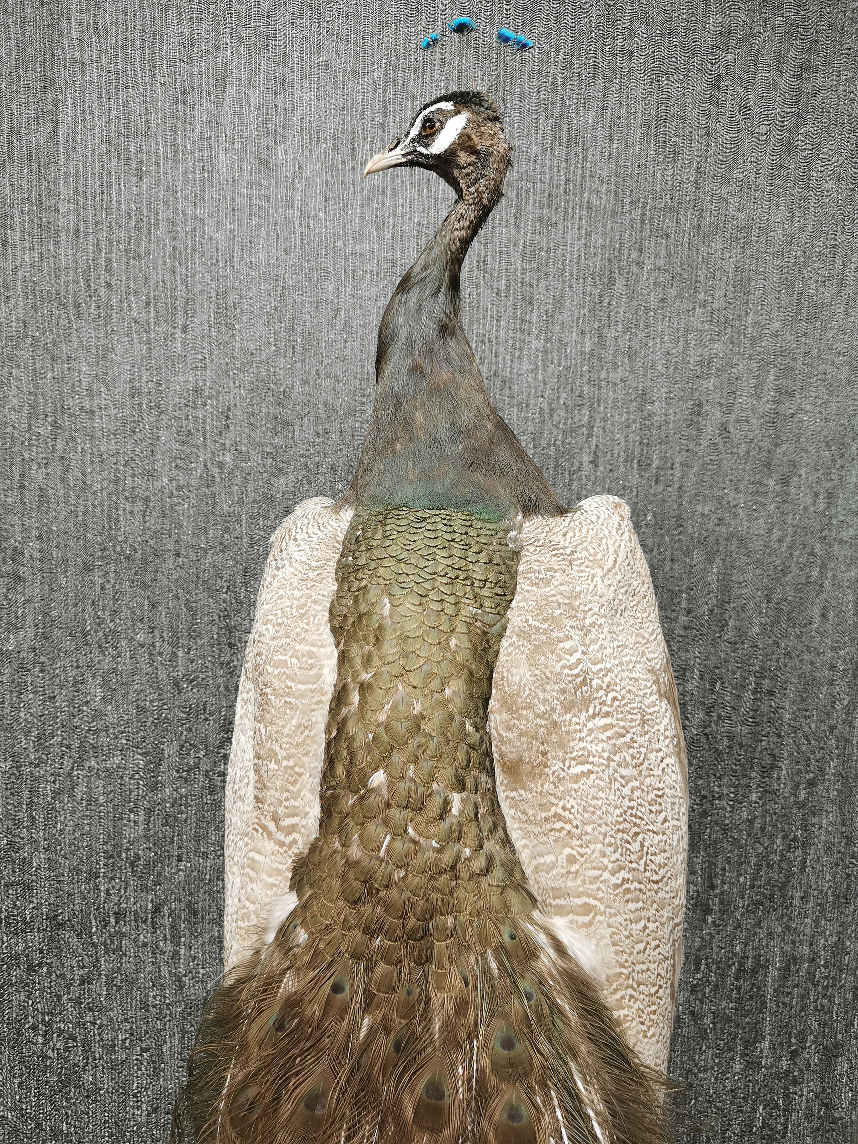 Taxidermy interest: Rare Opal Peacock. An unusual full mount taxidermy Opal Peacock, on bespoke - Image 8 of 8