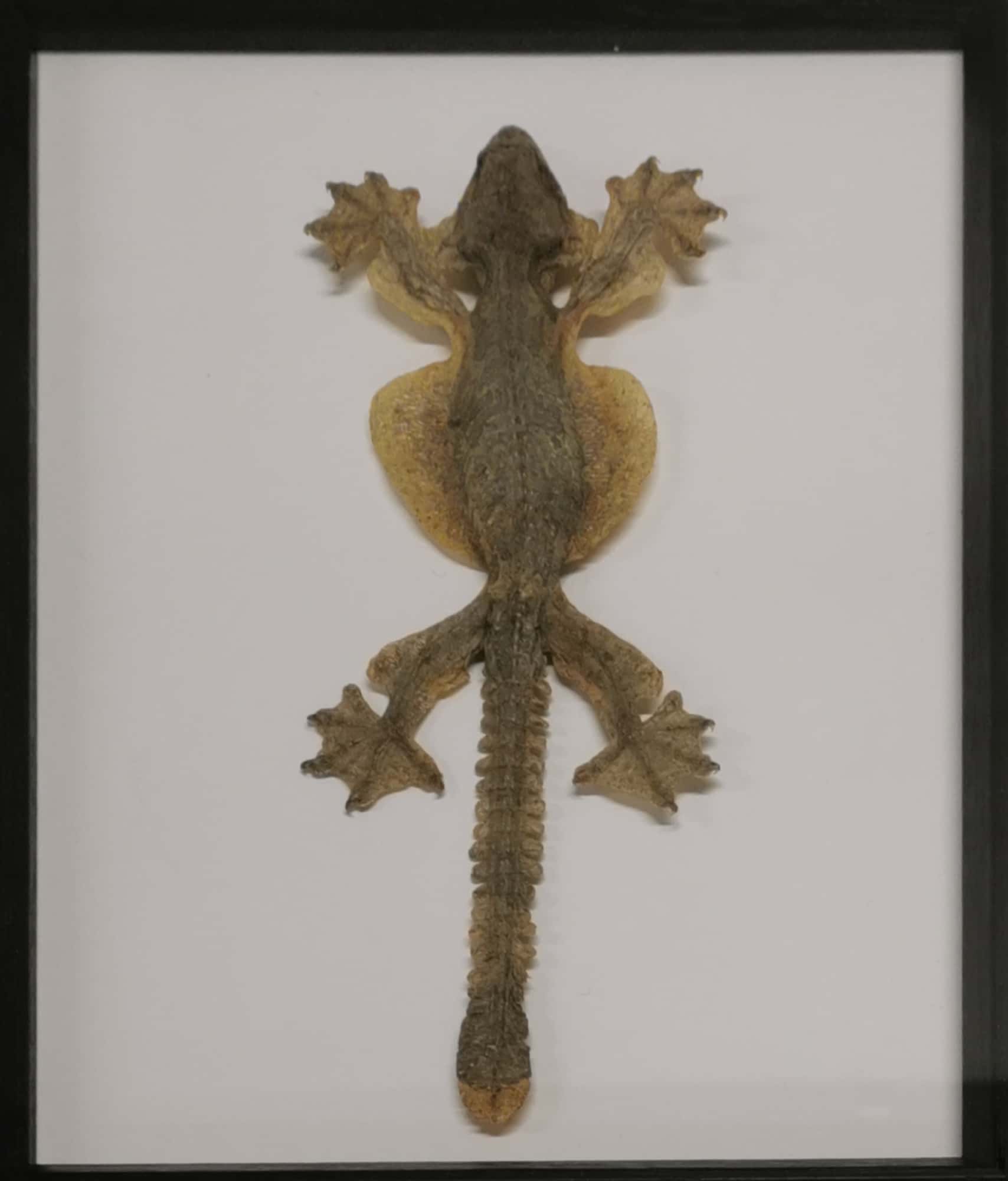 Taxidermy interest: Flying Gecko Lizard in display frame, a full mounted preserved specimen of Gekko - Image 2 of 3