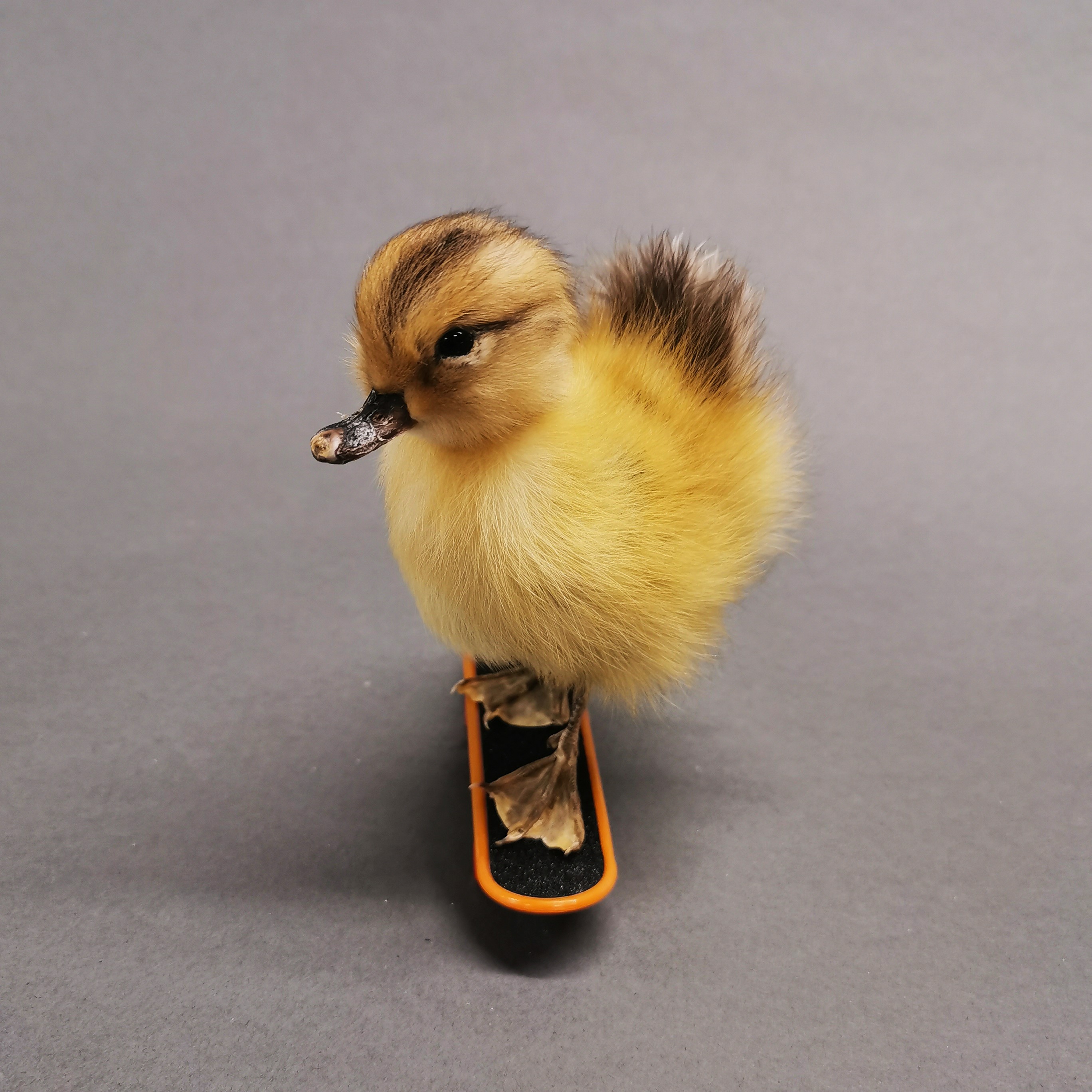 Taxidermy interest: Duckling on skateboard. - Image 2 of 3