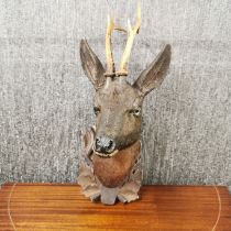 A large 19th C. Black Forest carved wooden deer head with real antlers, H. 54cm.