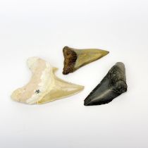 Three fossilised sharks teeth, largest 7cm.