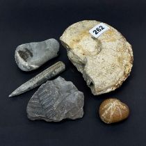 A group of fossils, largest 15cm.