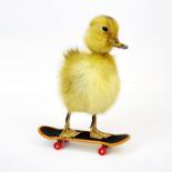 Taxidermy interest: Duckling on skateboard, a yellow duckling on miniature skateboard.