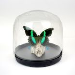 Taxidermy interest: Green Swallowtail Butterfly in glass dome, also known as the Peacock Swallowtail