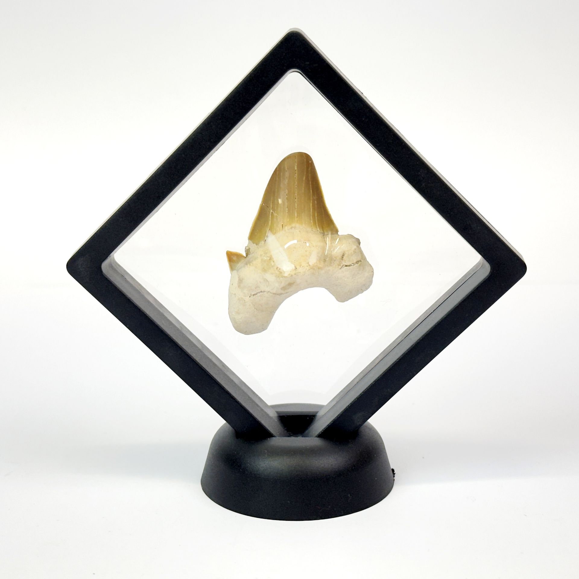 Fossil: Otodus Shark tooth 55 million years old. Otodus obliquus is an extinct species of giant