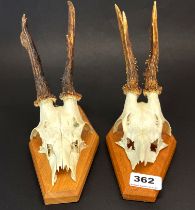 Pair of Taxidermy Roe deer skulls on oak shields.