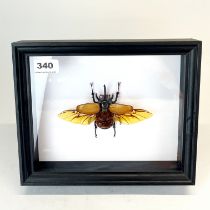 Taxidermy interest: A 5-horned beetle with wings in black frame frame size 28.5 x 23cm.