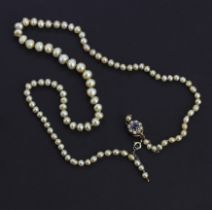 A pearl necklace with a yellow metal (Tested minimum 9ct gold) clasp set with old cut sapphire and