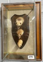 A cased and framed taxidermy of a stoat, weasel and polecat.