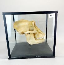 Taxidermy interest: A replica Gorilla Skull in glass case, case size, 25 x 34 x 34. A detailed