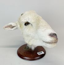 Taxidermy interest: A unique comparative anatomy sheep head comprising a complete Herdwick