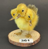 Taxidermy: Three Headed Duckling.