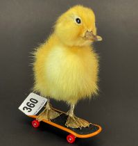 Taxidermy: Duckling on skateboard, a yellow duckling on minature skateboard.