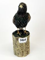 Taxidermy Starling mounted on driftwood.