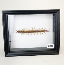 Taxidermy Giant Centipede in black frame, a Scolopendra subspinipes from South East Asia, frame size