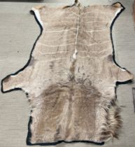 Taxidermy Greater Kudu Skin Hide, late 20th century, a large skin hide rug / throw tanned and