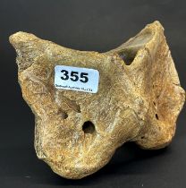 Fossilised Extinct Steppe Bison (Bison priscus) atlas vertebra bone, Pleistocene, ~50,000 years old,