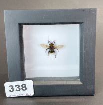 Taxidermy interest: A white-tailed bumblebee in a black frame, frame size 11.5 x 11.5cm.