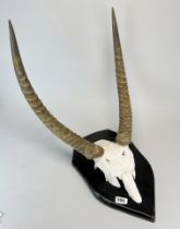 Taxidermy: African Waterbuck Antelope Horns on shield, an attractive and symmetrical set of