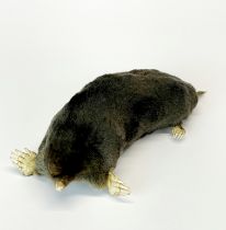 Taxidermy Mole.