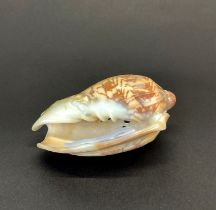 A volute shell hand carved and pierced with a skull, L. 9cm.