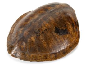 Ø AN EARLY 20TH CENTURY SOUTH AMERICAN RIVER TURTLE CARAPACE