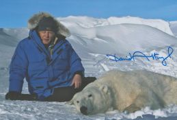 David Attenborough signed 12x8inch colour nature photo with a polar bear. Good condition. All
